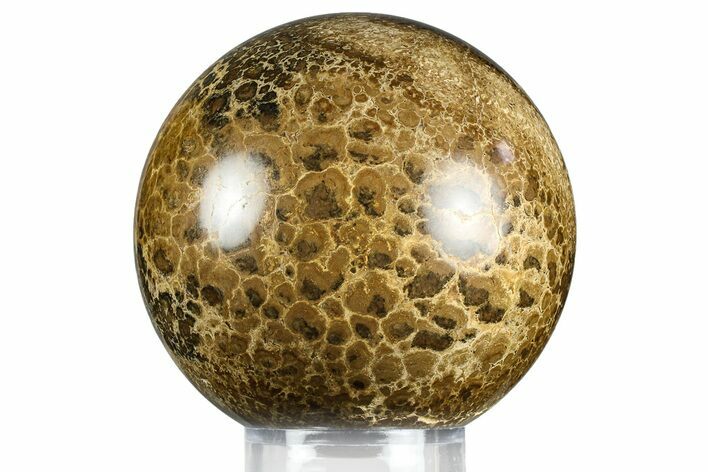 Polished Fossil Stromatolite (Chlorellopsis?) Sphere - Wyoming #369068